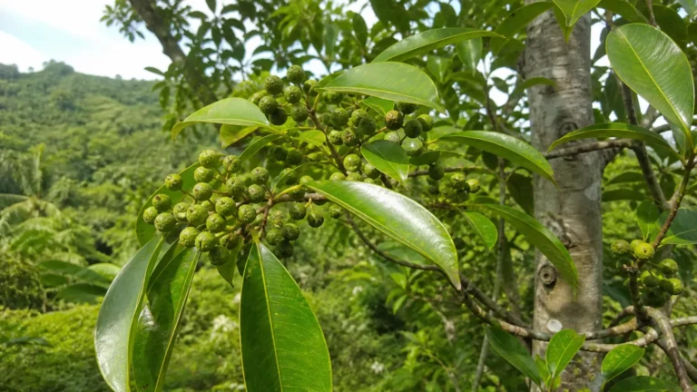 Allspice tree branch with glossy elliptic leaves and dense clusters of small green unripe fruits in a Jamaican hillside grove.