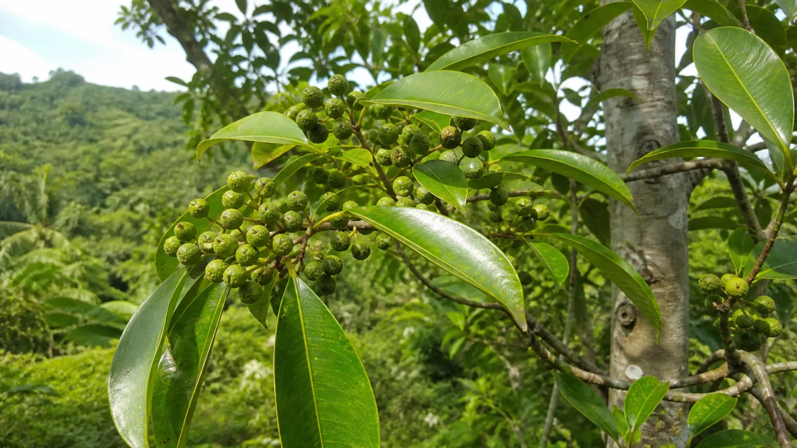 Allspice tree branch with glossy elliptic leaves and dense clusters of small green unripe fruits in a Jamaican hillside grove.