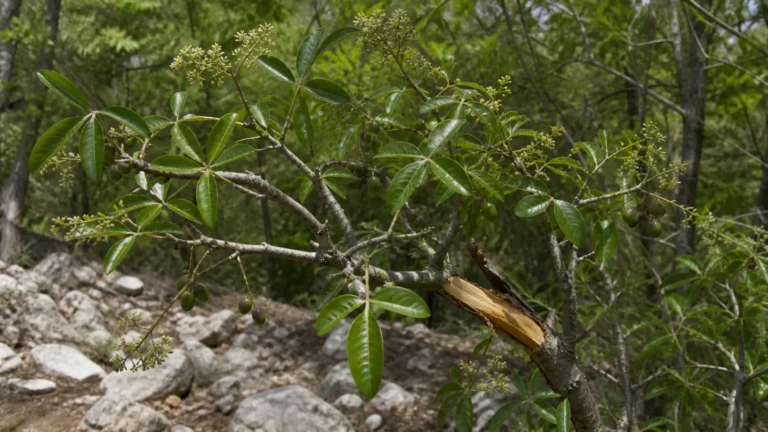 Amyris tree with glossy five-leaflet leaves, small pale flower clusters, dark oval fruits, and a naturally broken branch exposing golden wood.