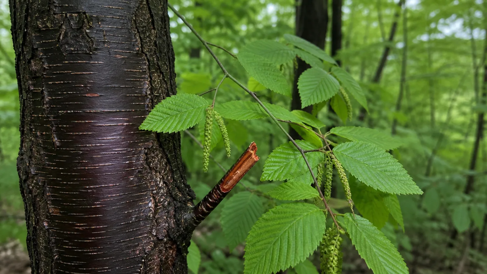 Sweet birch with dark cherry-like bark and pale horizontal lenticels, sharply serrated green leaves, hanging catkins, and a naturally broken reddish twig.