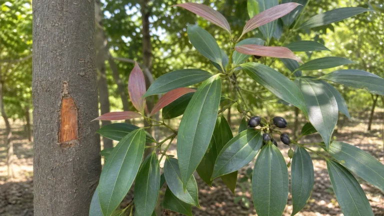 Chinese cassia tree with a small healing bark-harvest patch, leathery three-veined leaves, reddish new growth, and dark ellipsoid fruits.