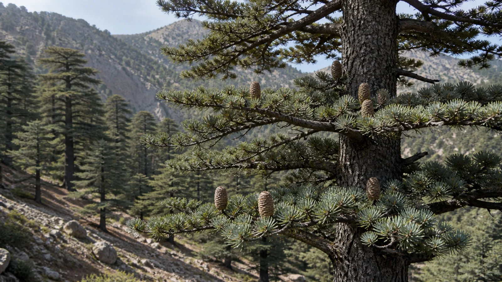 Atlas cedar in a rocky mountain forest with fissured bark, blue-green needle clusters, horizontal branches, and upright woody cones.