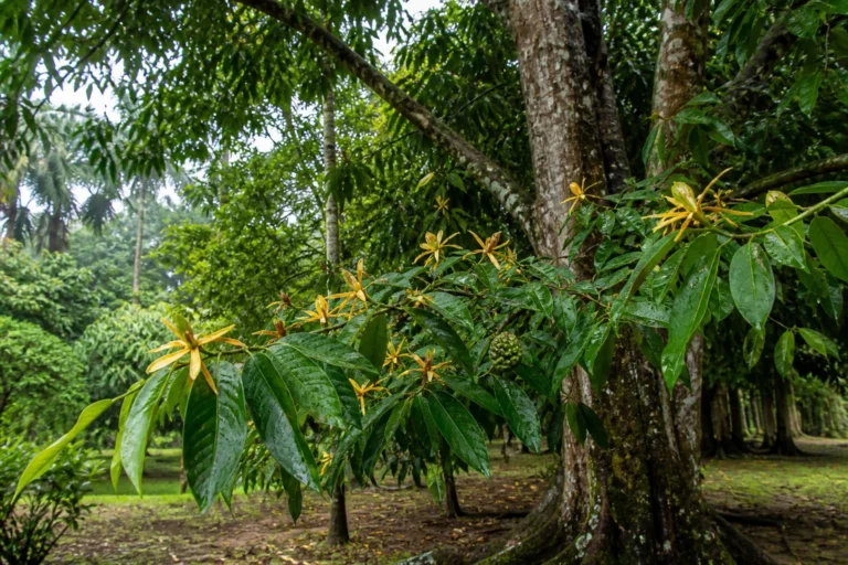 Rain-washed champaca tree branch with glossy leaves, scattered golden flowers, and a developing aggregate fruit.