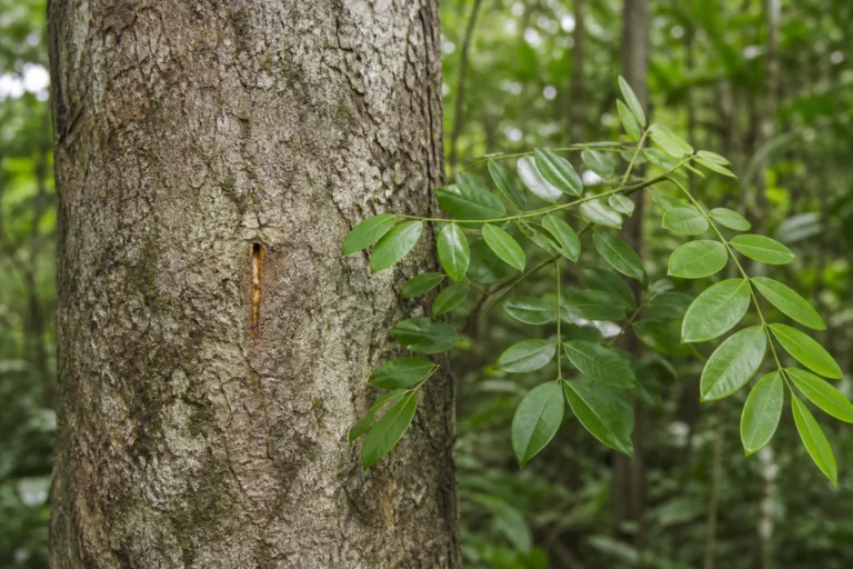 Copaiba tree trunk with a small tapping opening, a narrow trail of golden oleoresin, and pinnate leaves with paired oval leaflets.