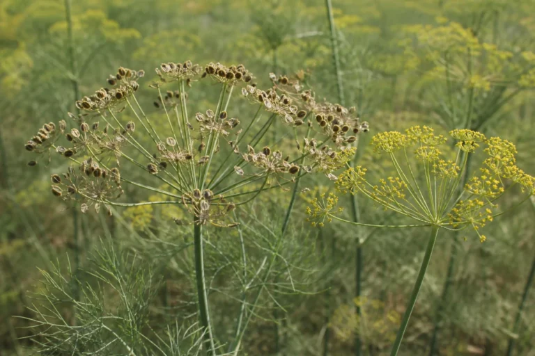 Mature dill with blue-green threadlike foliage, a yellow flower umbel, and broad umbels carrying small flat tan-brown fruits.