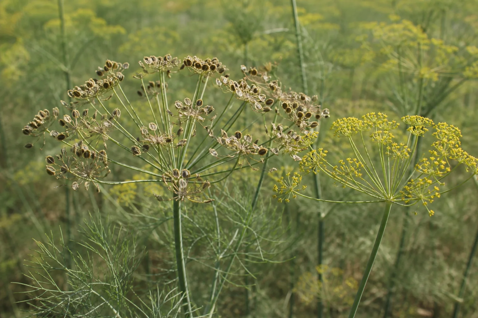 Mature dill with blue-green threadlike foliage, a yellow flower umbel, and broad umbels carrying small flat tan-brown fruits.