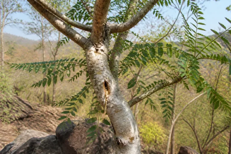 Boswellia serrata in an Indian dry forest with pale peeling bark, long pinnate leaves of serrated leaflets, and a modest resin bead.