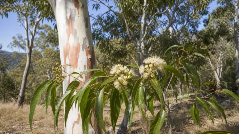Lemon eucalyptus tree with smooth pale bark, narrow green leaves, and clusters of white flowers.