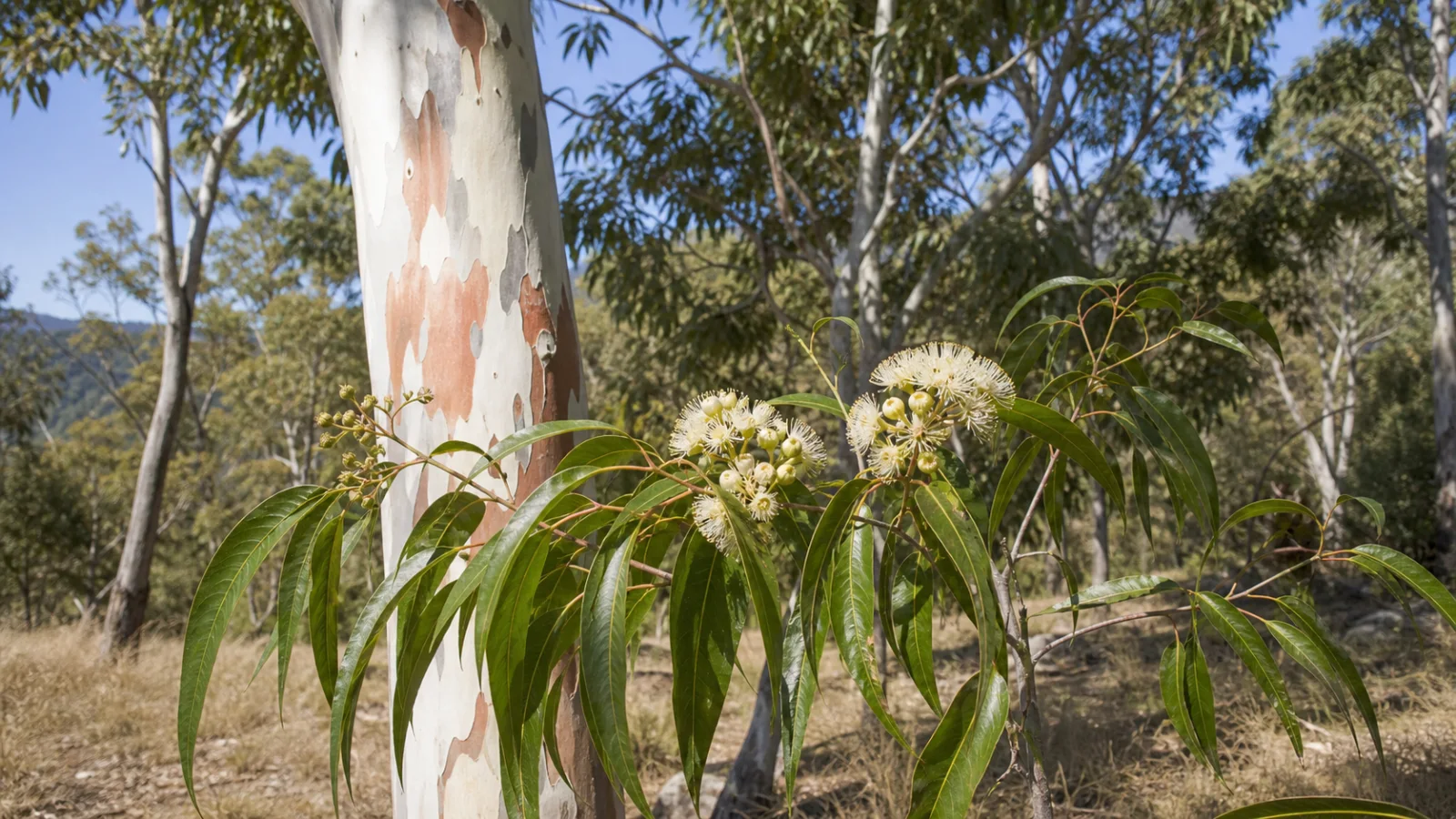 Lemon eucalyptus tree with smooth pale bark, narrow green leaves, and clusters of white flowers.