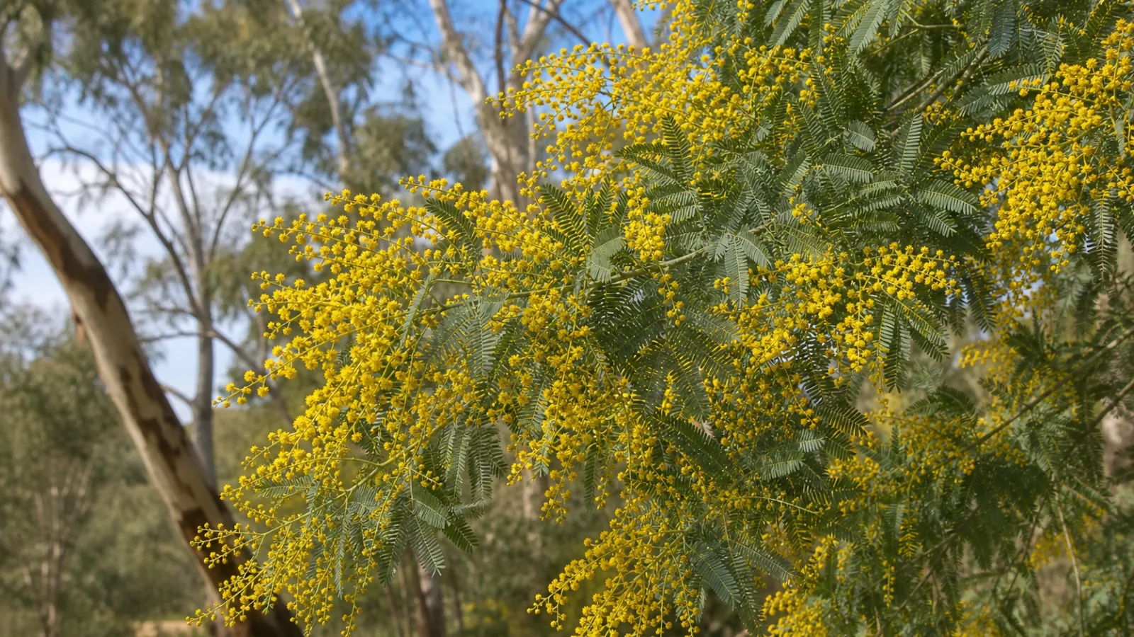Silver wattle branch with finely divided blue-green leaves and cascading clusters of small yellow flower heads.