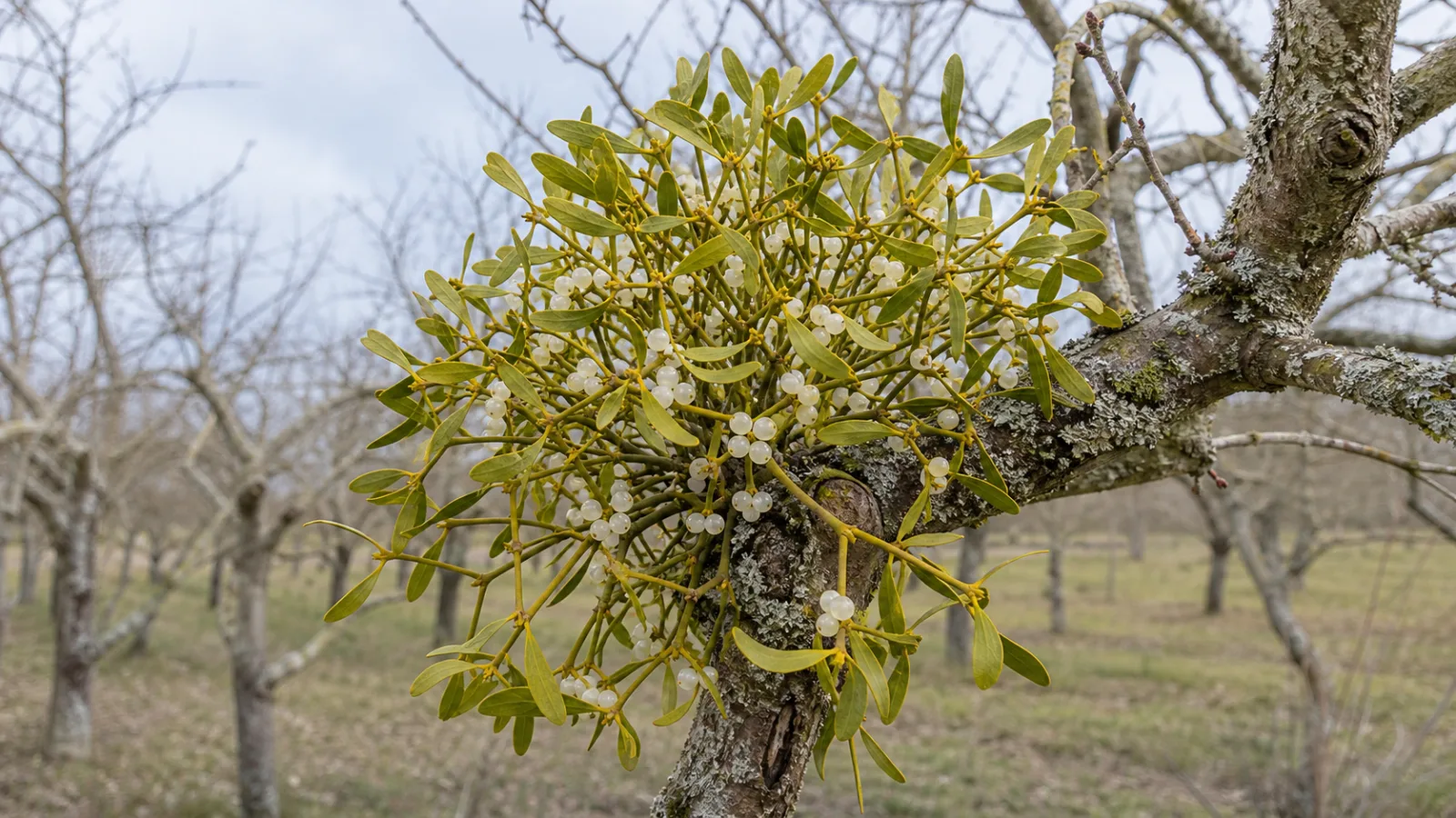 European mistletoe growing on an apple-tree branch with forked yellow-green stems, opposite leaves, and waxy white berries.