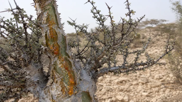 Thorny myrrh tree with peeling silvery bark, sparse gray-green leaves, and amber gum-resin emerging from the trunk.