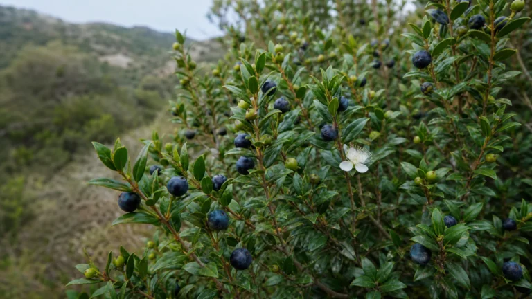 Common myrtle shrub with glossy pointed leaves, blue-black berries, green fruit, and a solitary white flower.