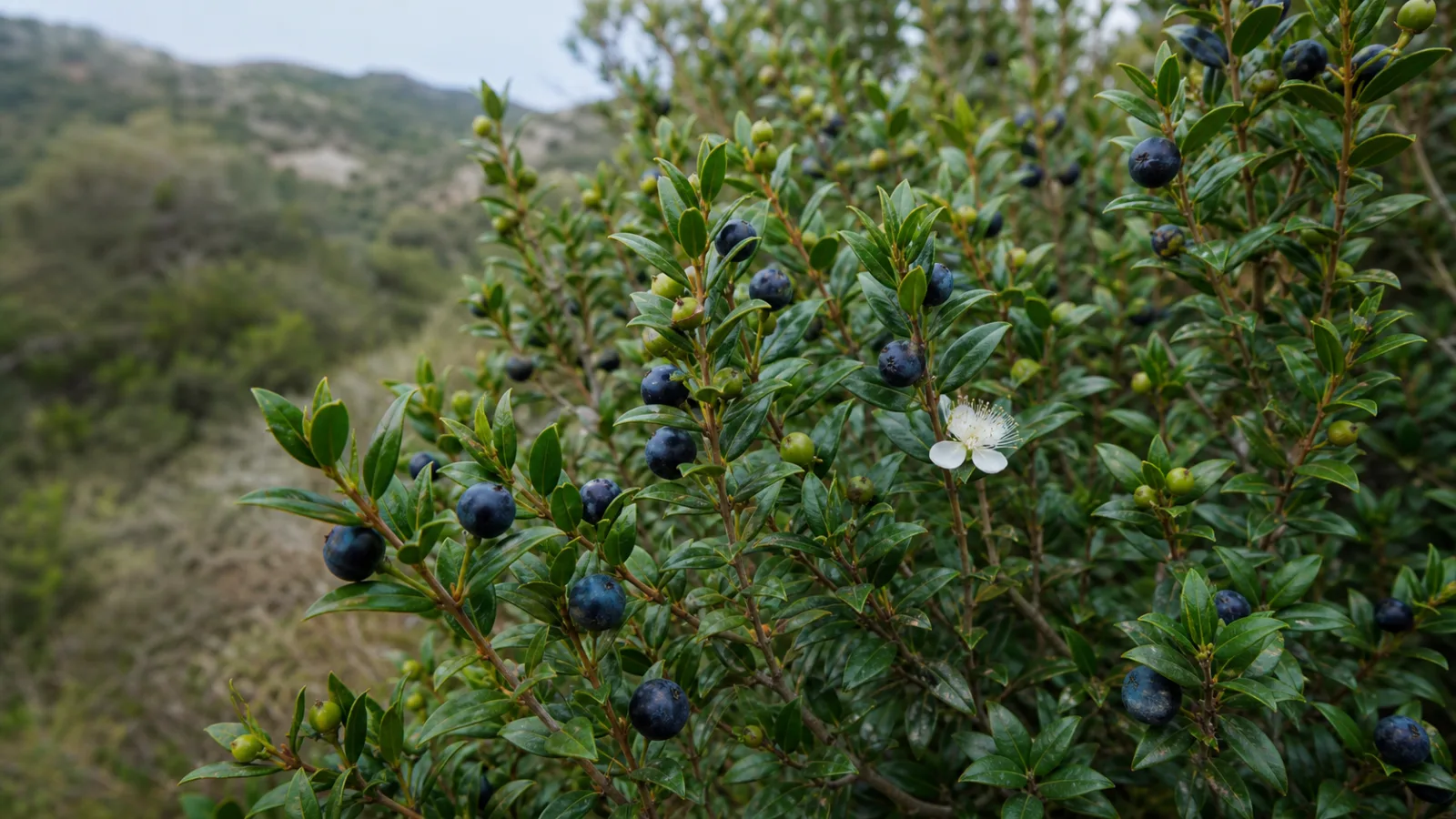 Common myrtle shrub with glossy pointed leaves, blue-black berries, green fruit, and a solitary white flower.