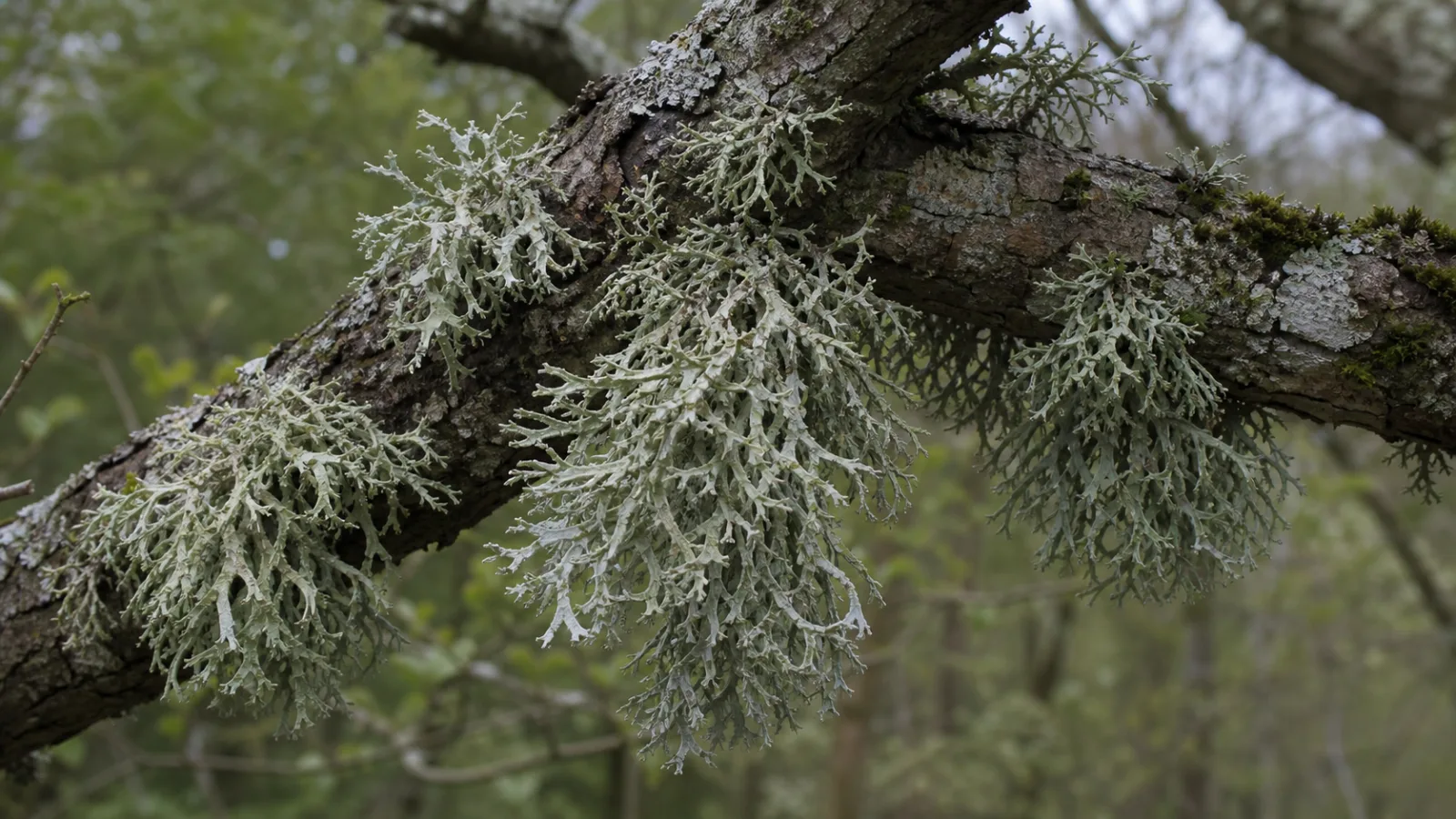Bushy grey-green oakmoss lichen with flattened branching lobes growing on an old oak branch.