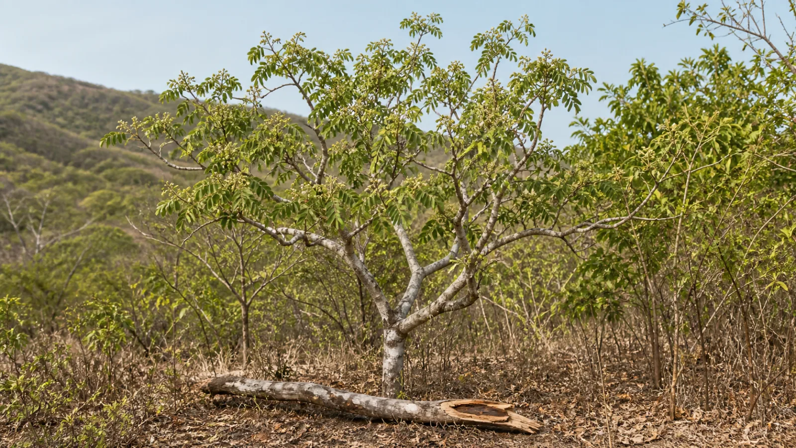 Living palo santo tree with compound green leaves and a naturally fallen branch on the floor of a seasonally dry tropical forest.