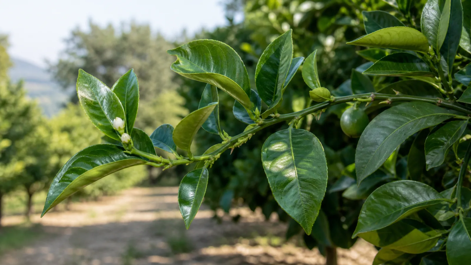 Bitter orange branch with glossy leaves, broad winged petioles, white flower buds, and one small green fruit in a Mediterranean grove.
