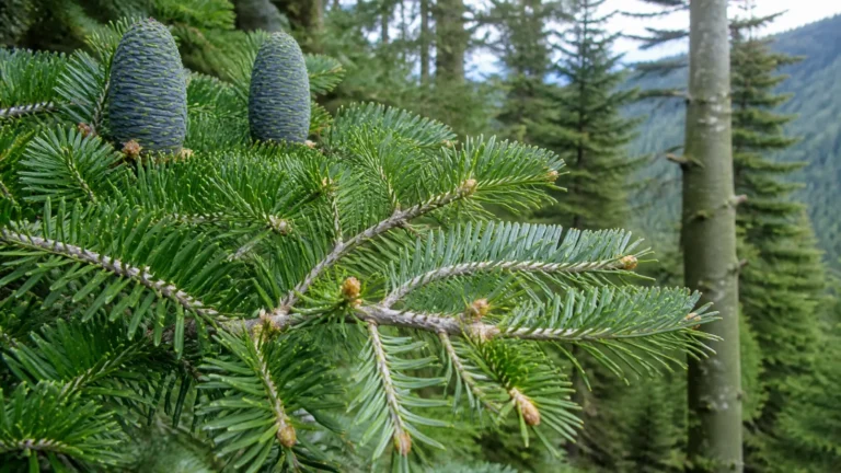 Siberian fir branch with soft flat green needles, resinous buds, and two upright blue-green cones in a boreal forest.