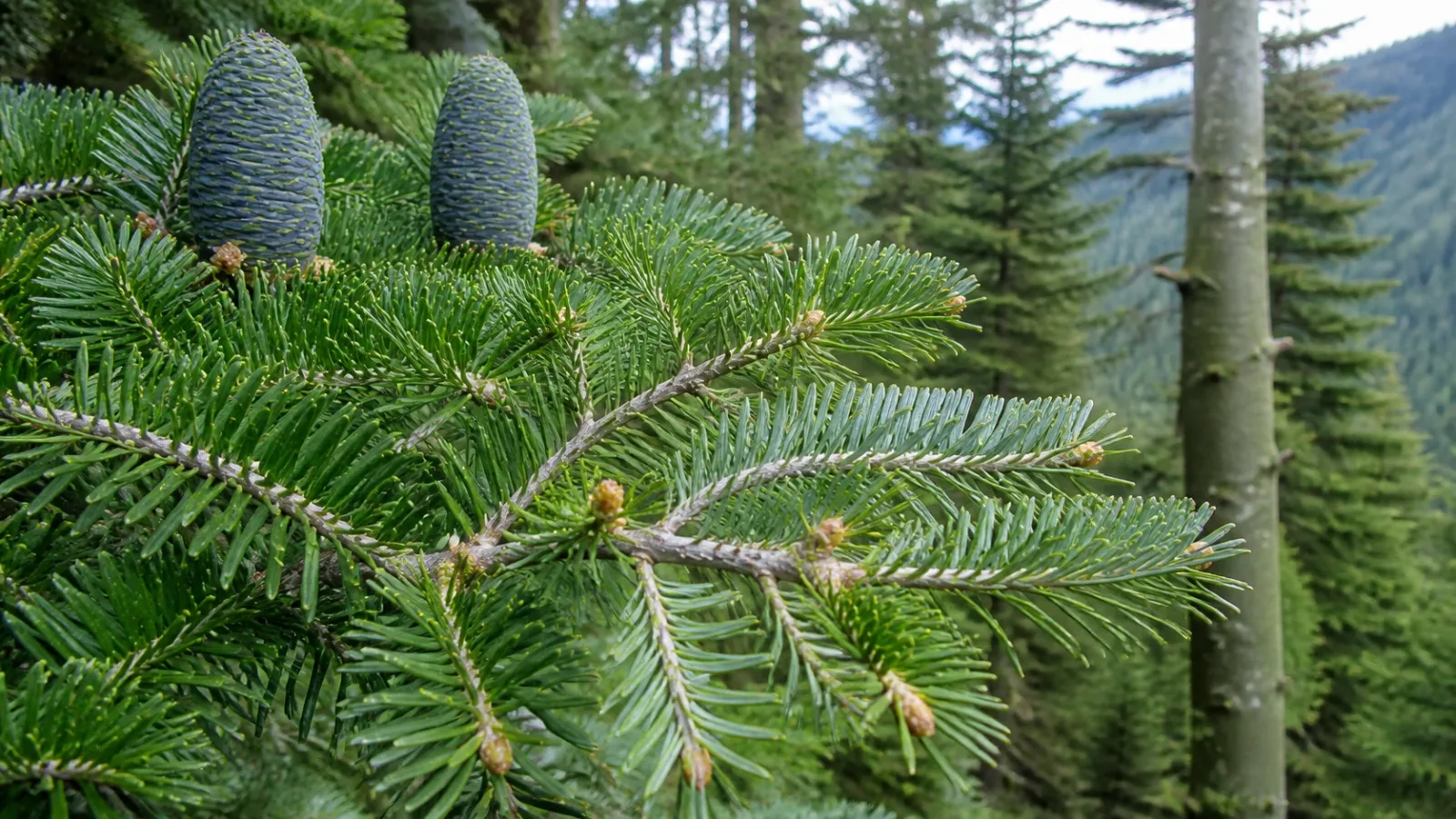 Siberian fir branch with soft flat green needles, resinous buds, and two upright blue-green cones in a boreal forest.