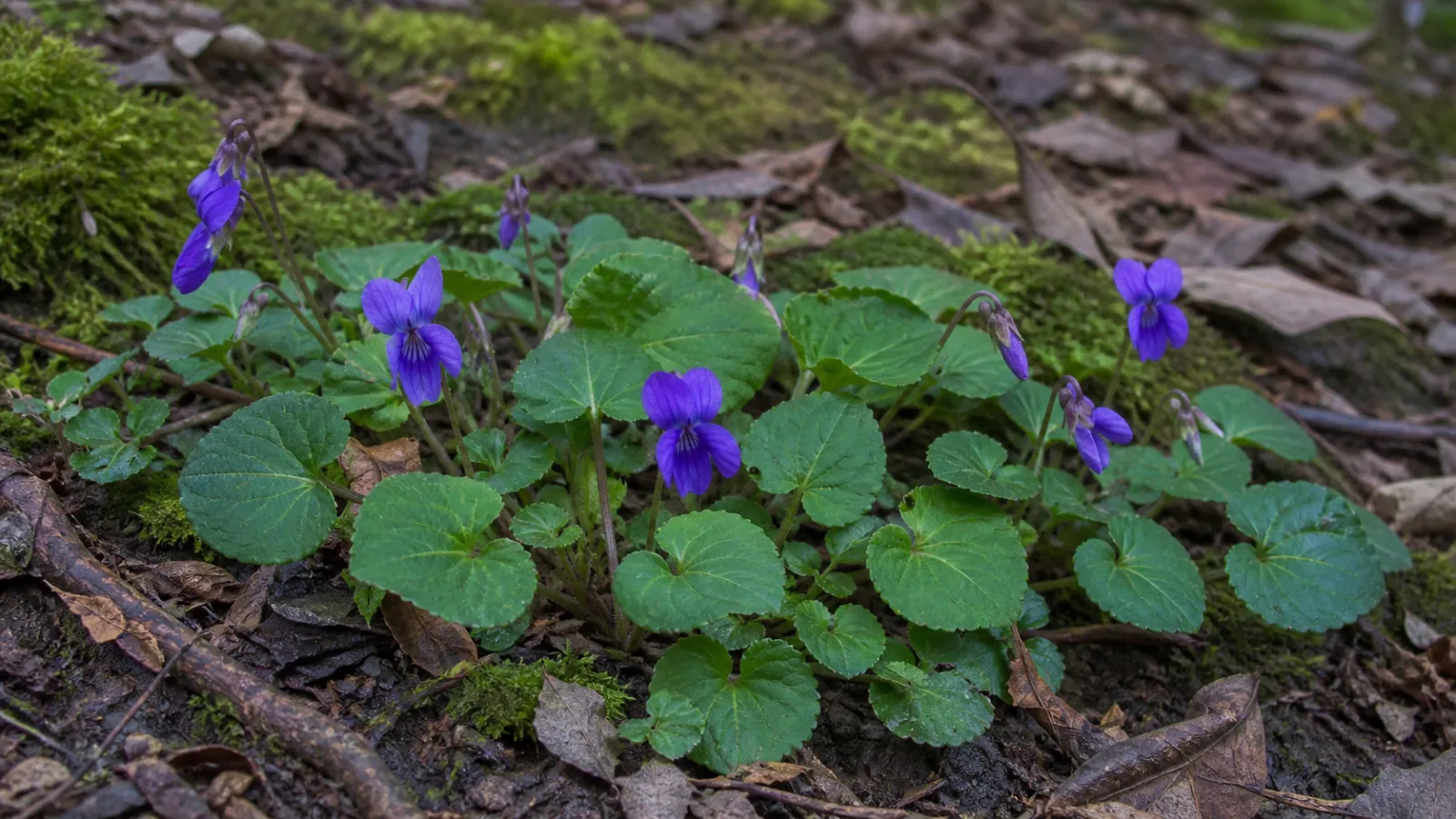 Low sweet violet plants with heart-shaped scalloped leaves and small purple flowers growing among moss and leaf litter.