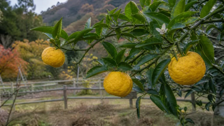 Thorny yuzu branch with glossy citrus leaves and three ripe yellow fruits with coarse, deeply dimpled rinds in a Japanese orchard.
